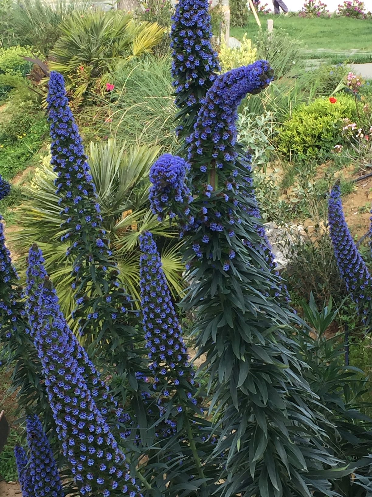 IMG_2834 ECHIUM FASTUOSUM