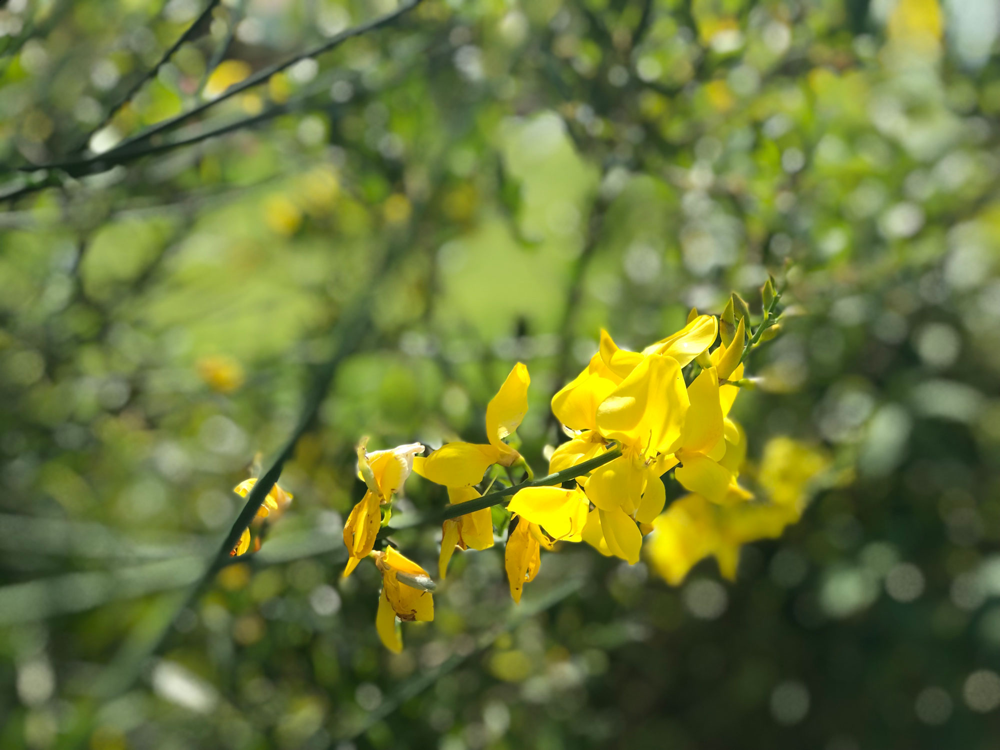 IMG_3768 IMG_3768